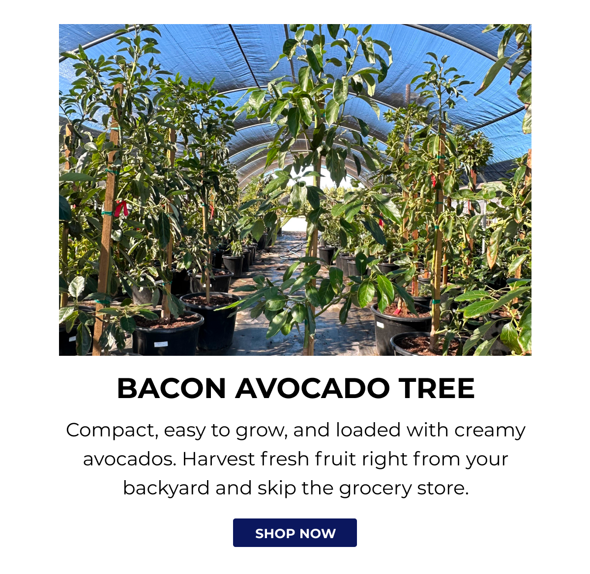 BACON AVOCADO TREE