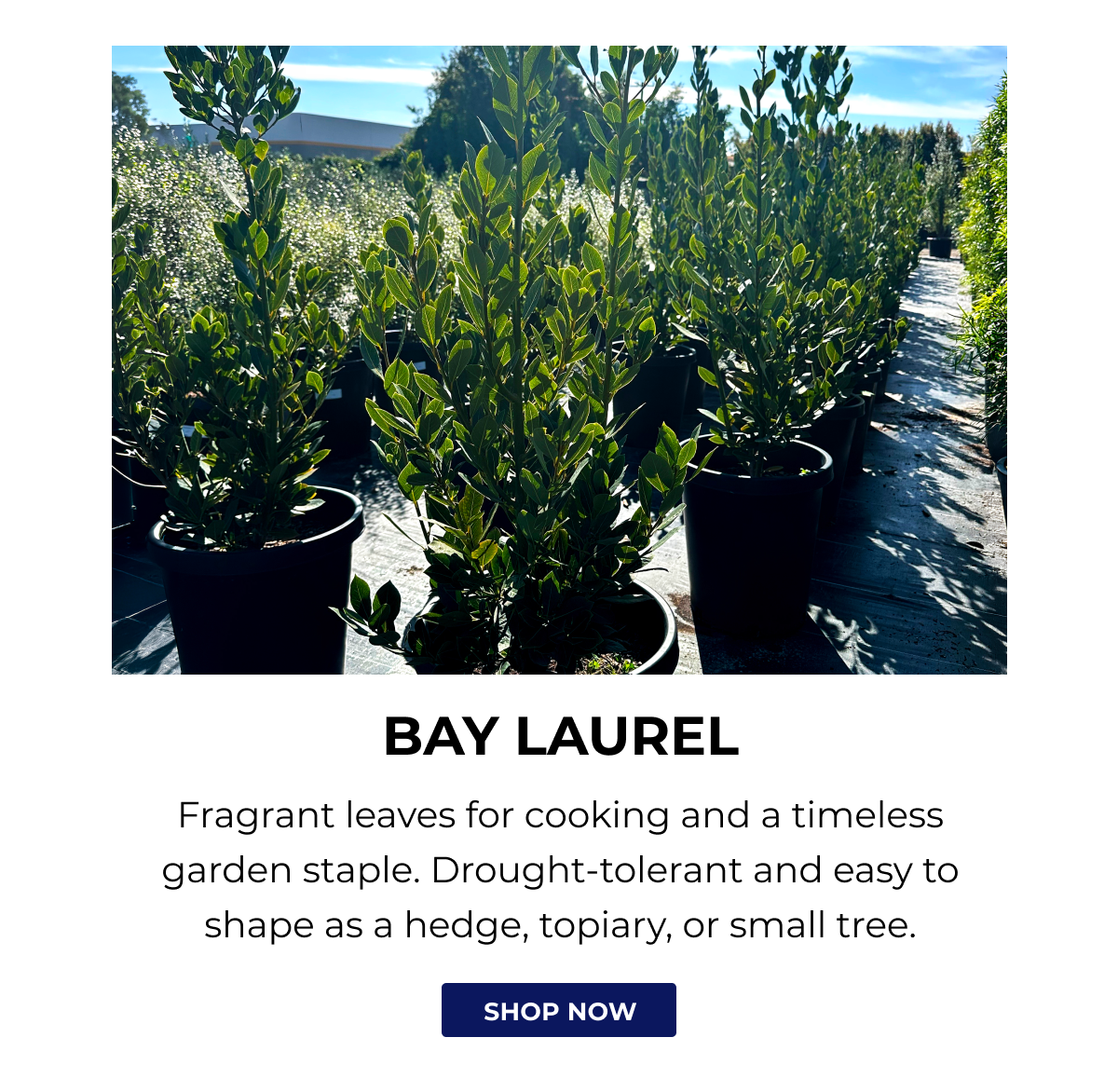 BAY LAUREL