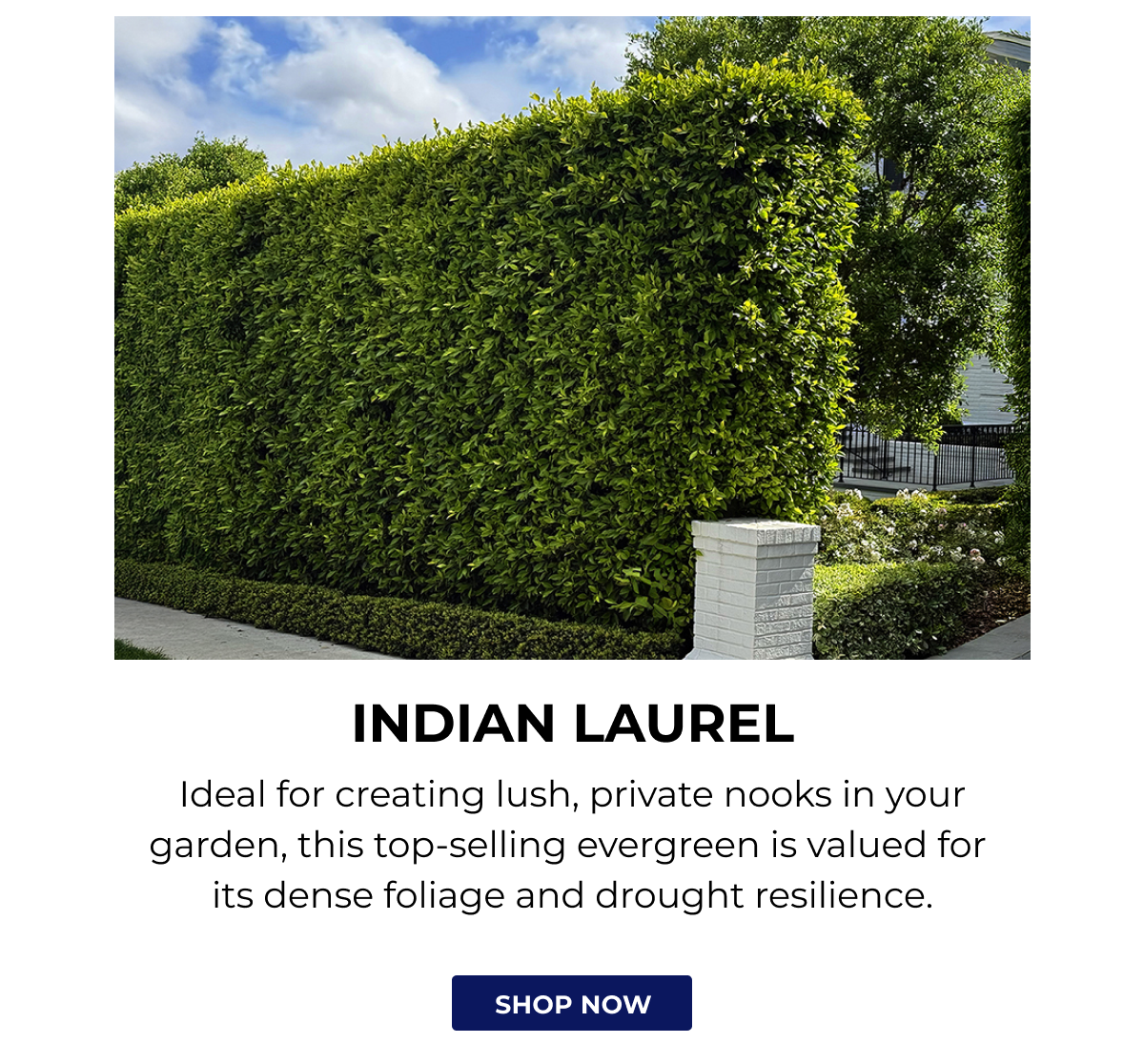 INDIAN LAUREL