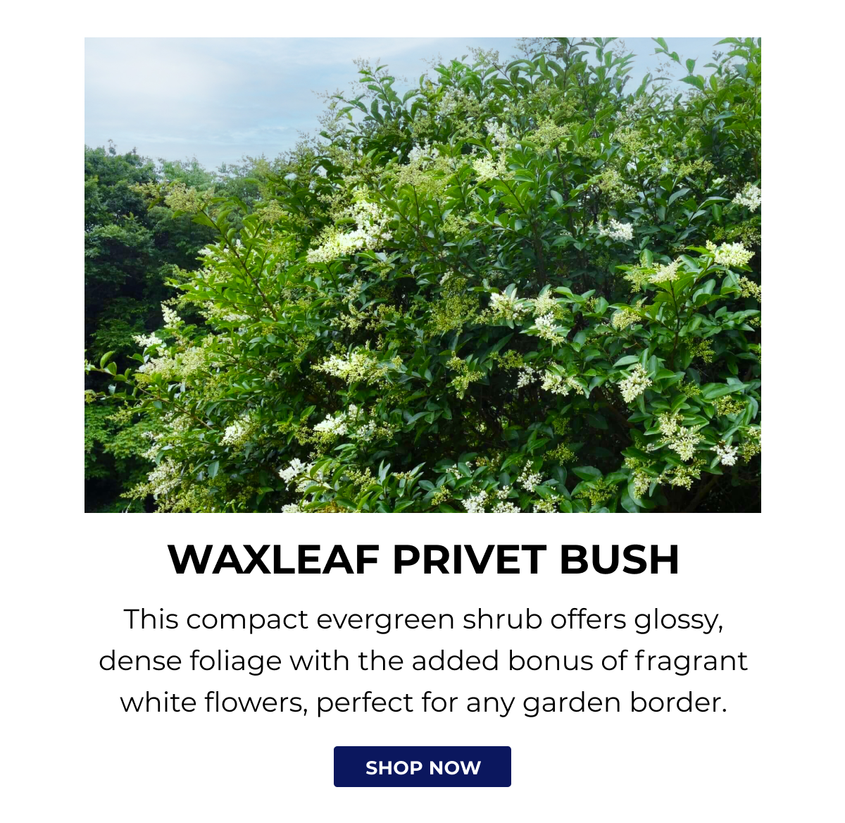 WAXLEAF PRIVET BUSH
