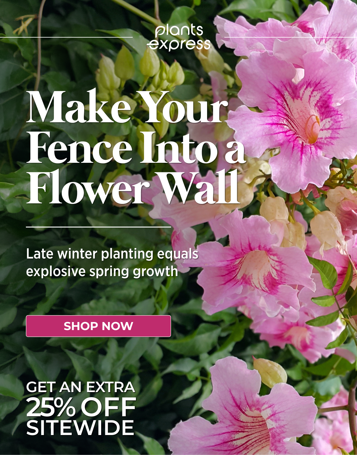 Groundcover Mastery SOLVE EROSION & BARE SPOTS NATURALLY