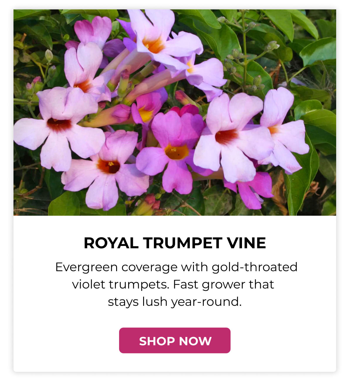 ROYAL TRUMPET VINE
