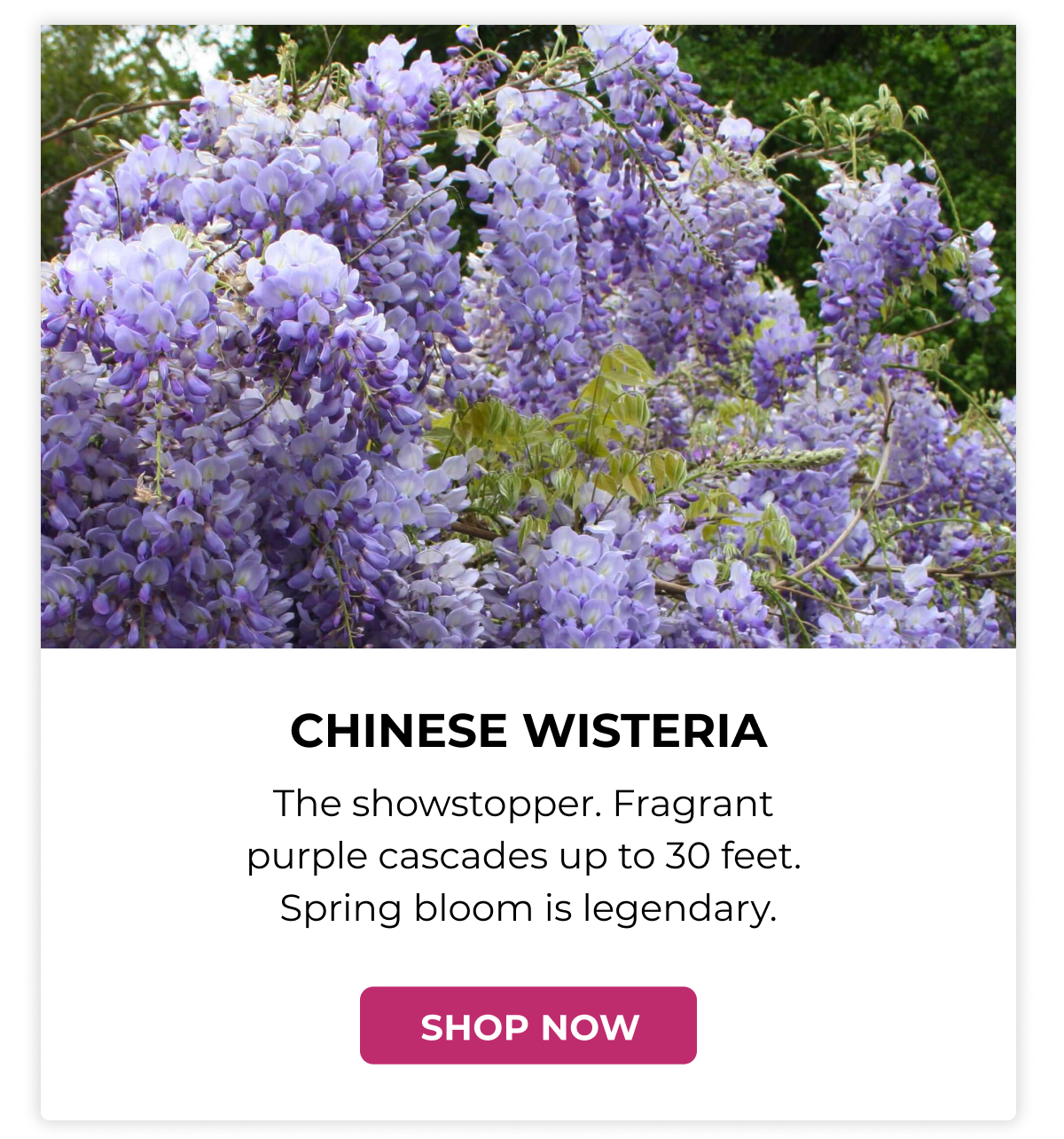 CHINESE WISTERIA