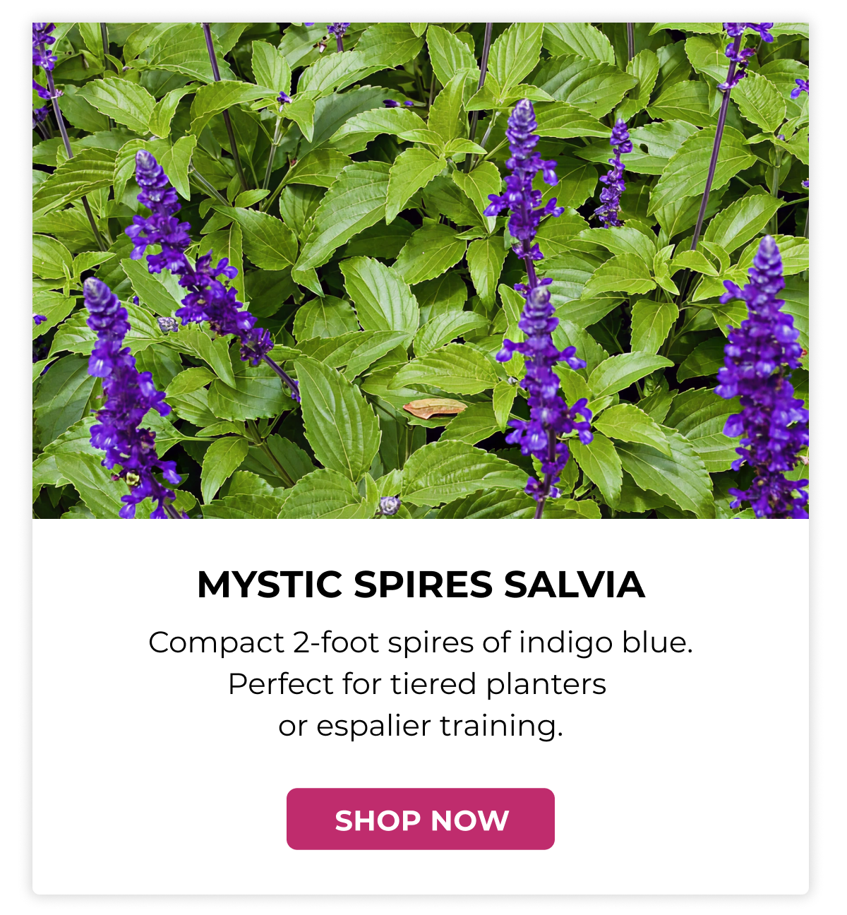 MYSTIC SPIRES SALVIA