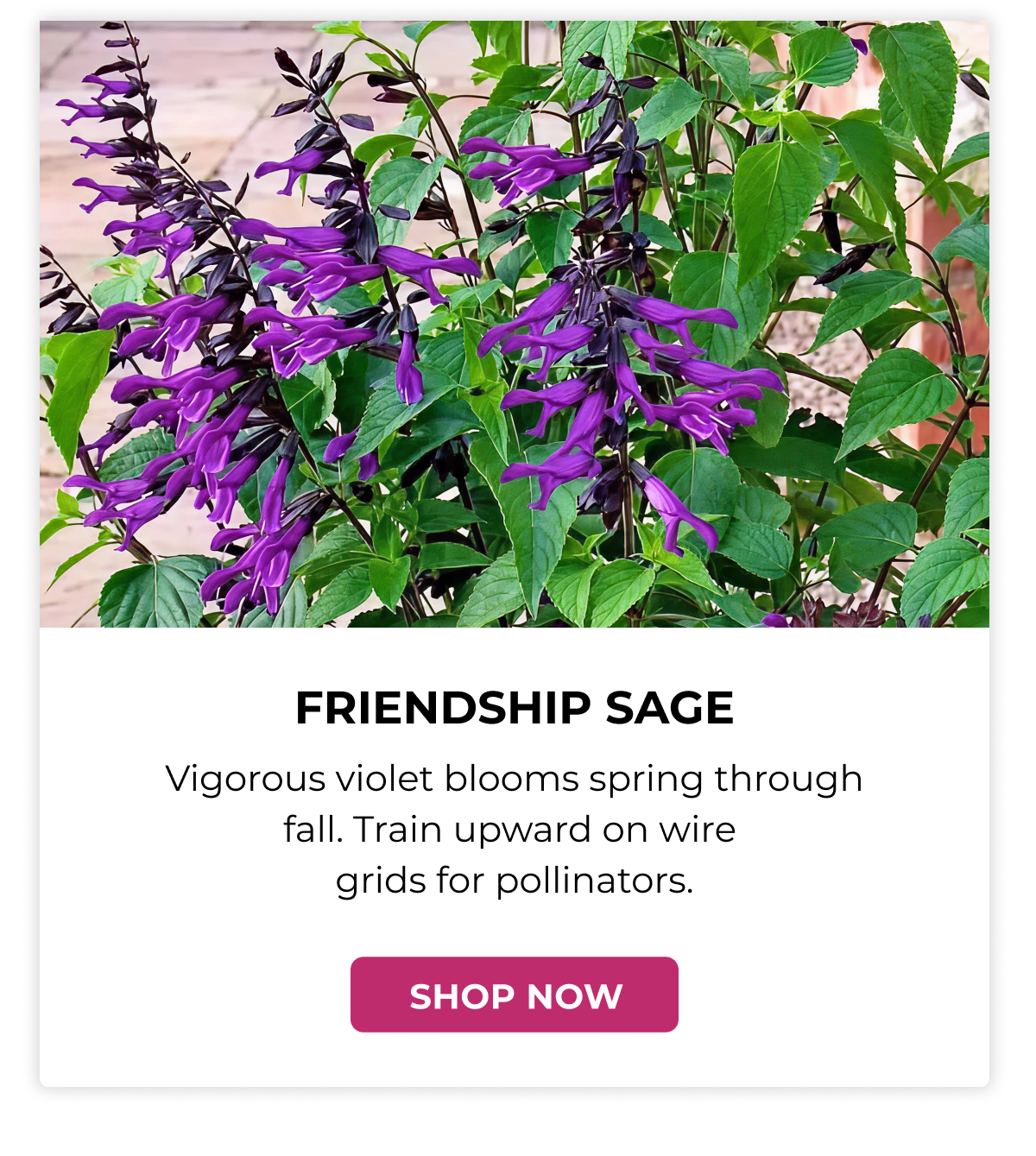 Friendship Sage