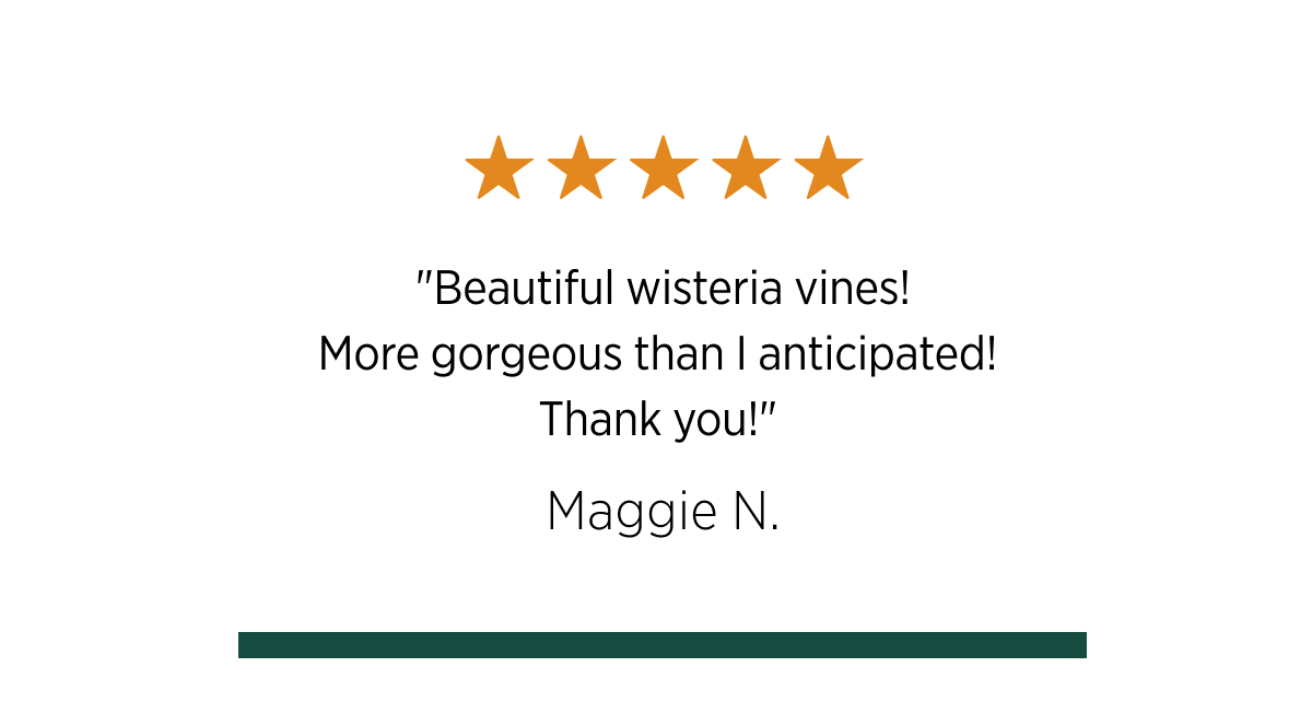 "Beautiful wisteria vines! More gorgeous than I anticipated! Thank you!"
