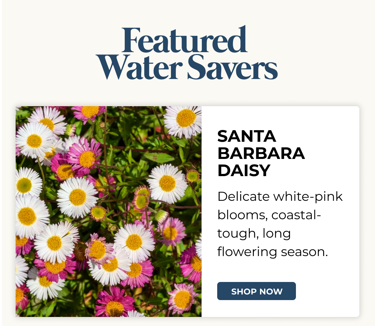 SANTA BARBARA DAISY