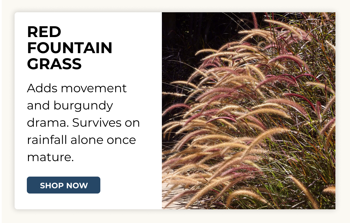 RED FOUNTAIN GRASS