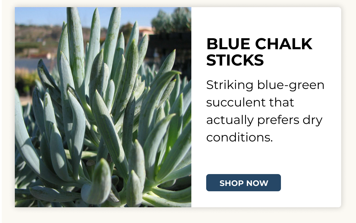 BLUE CHALK STICKS