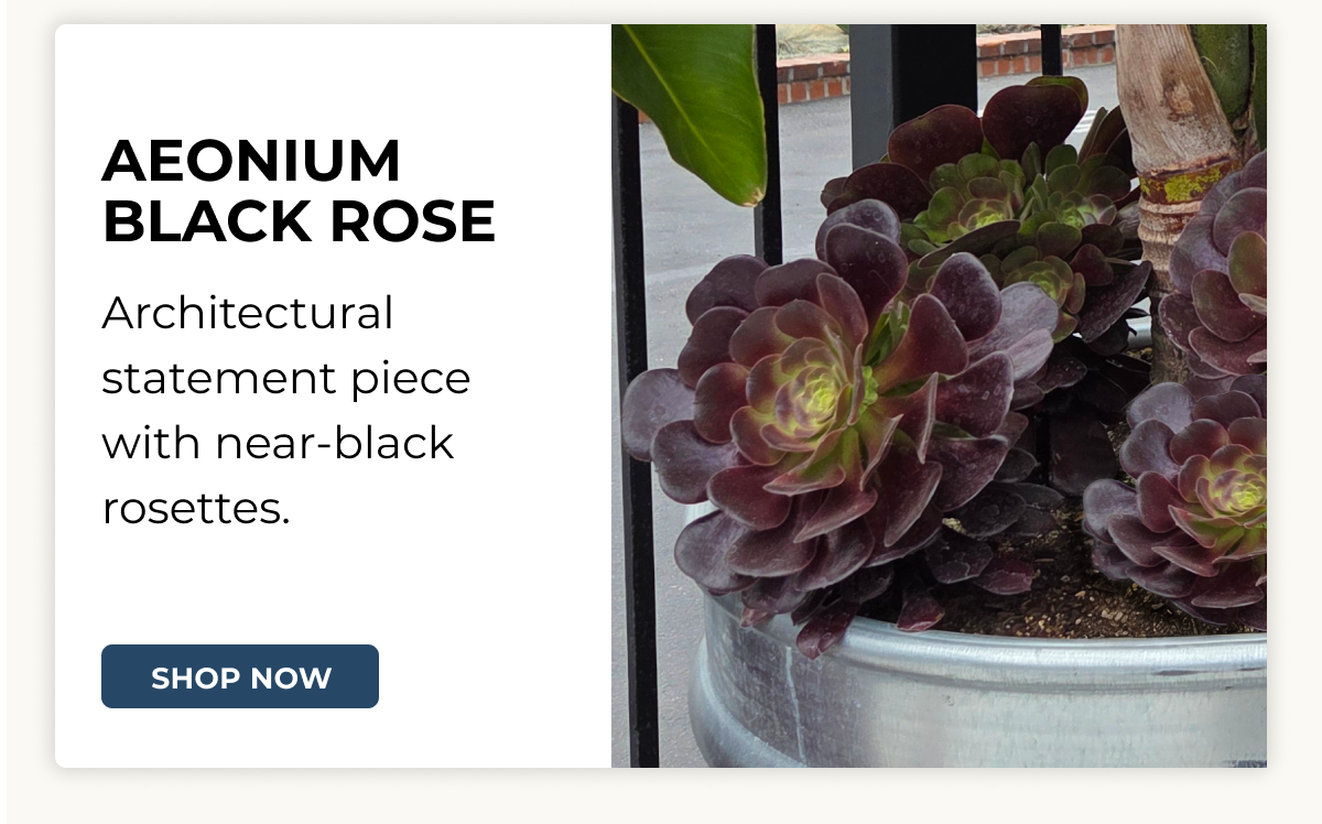 AEONIUM BLACK ROSE