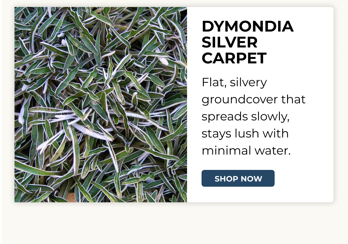 DYMONDIA SILVER CARPET