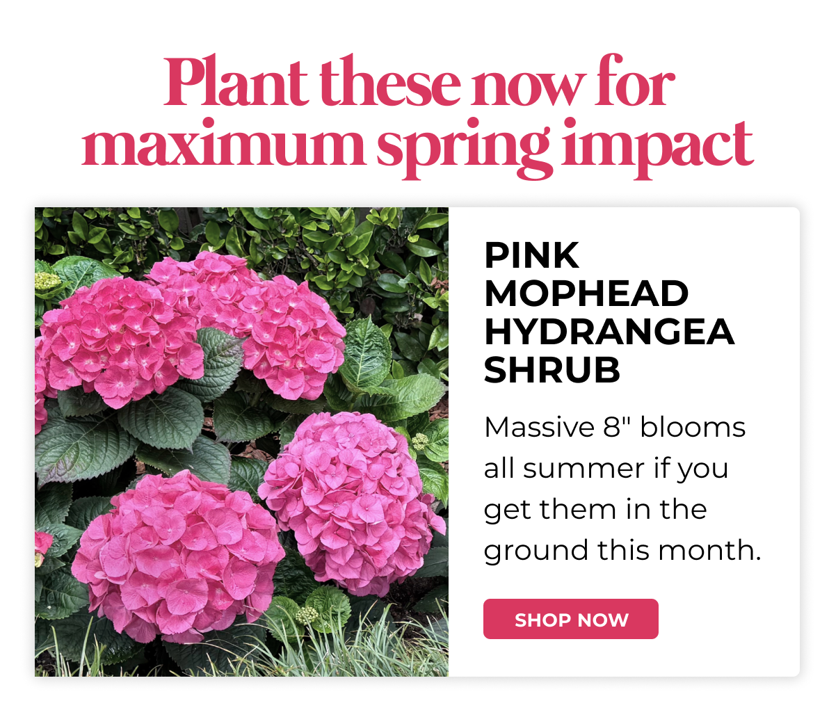 PINK MOPHEAD HYDRANGEA SHRUB