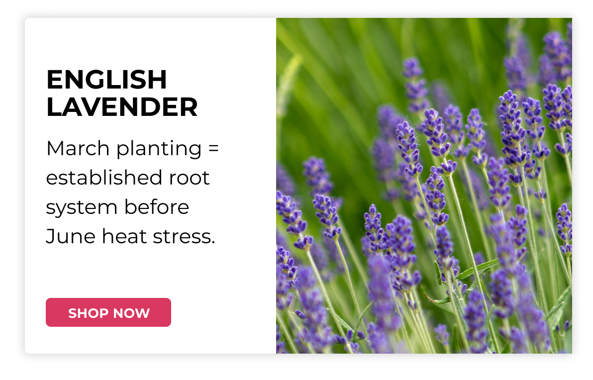 ENGLISH LAVENDER