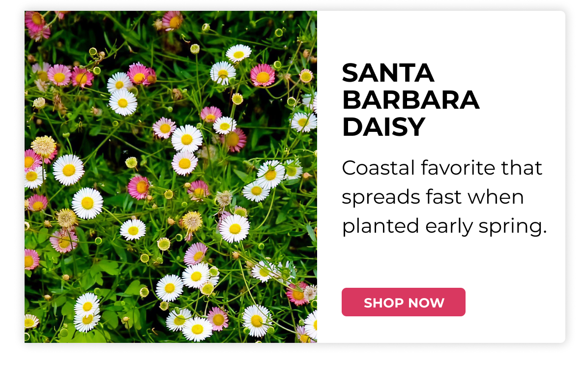 SANTA BARBARA DAISY
