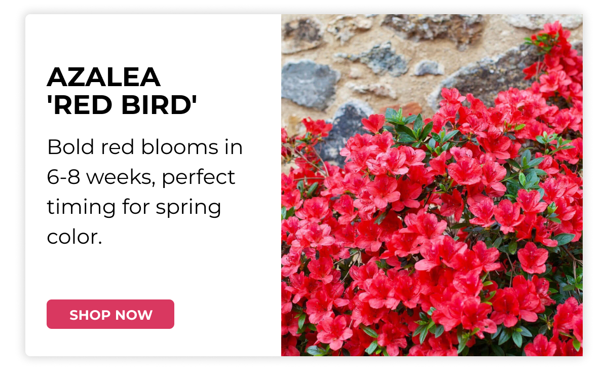AZALEA 'RED BIRD'