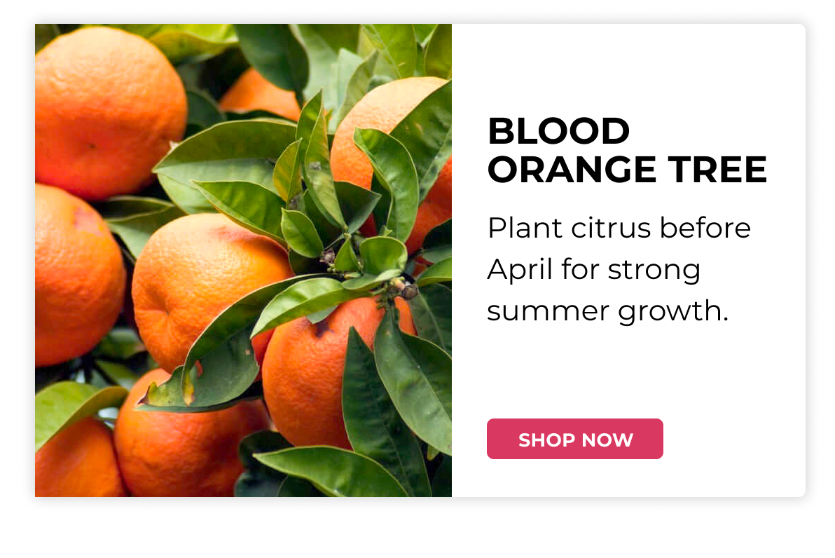 Blood Orange Tree