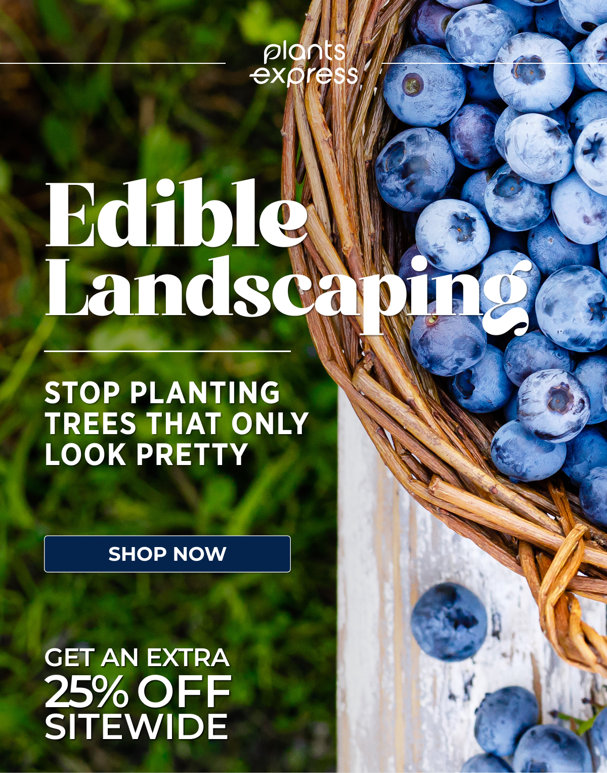 Your March Garden Checklist  5 Tasks That Set Up Your Entire Spring