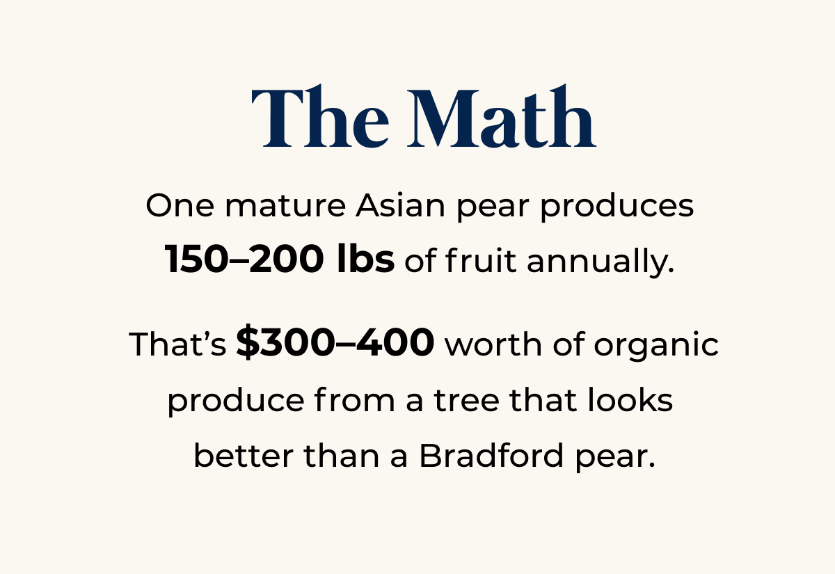 One mature Asian pear produces 150-200 Ibs of fruit annually.