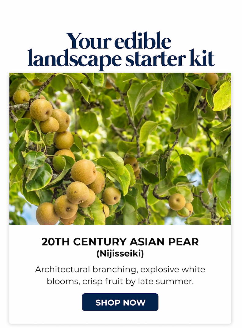 20TH CENTURY ASIAN PEAR (Nijisseiki)