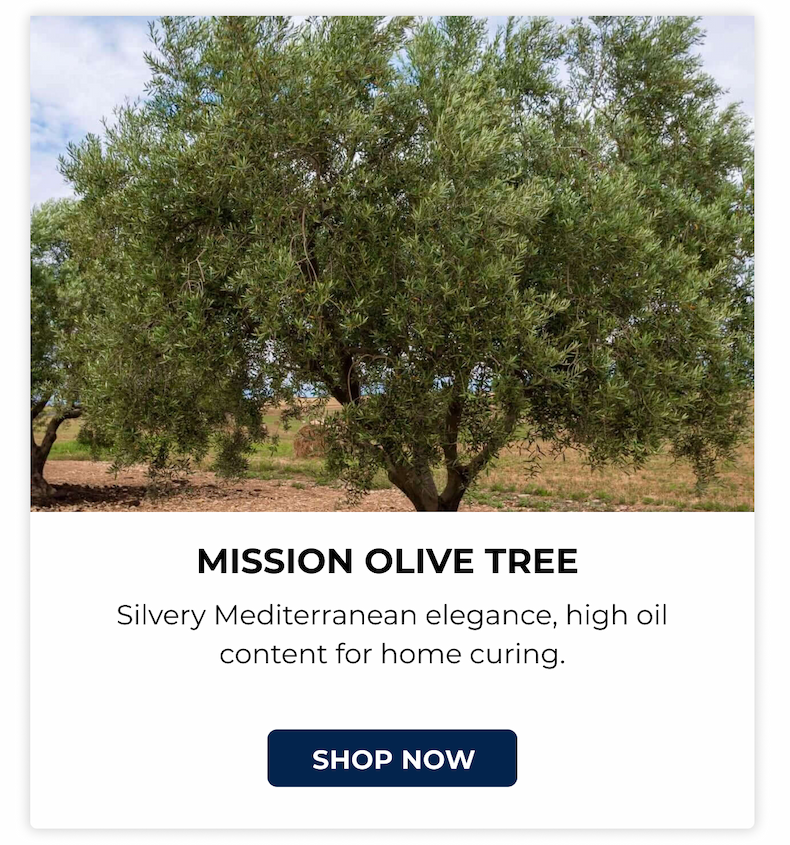 MISSION OLIVE TREE