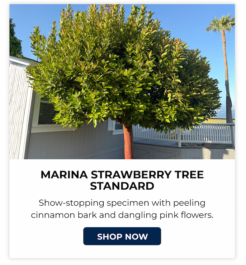 MARINA STRAWBERRY TREE STANDARD