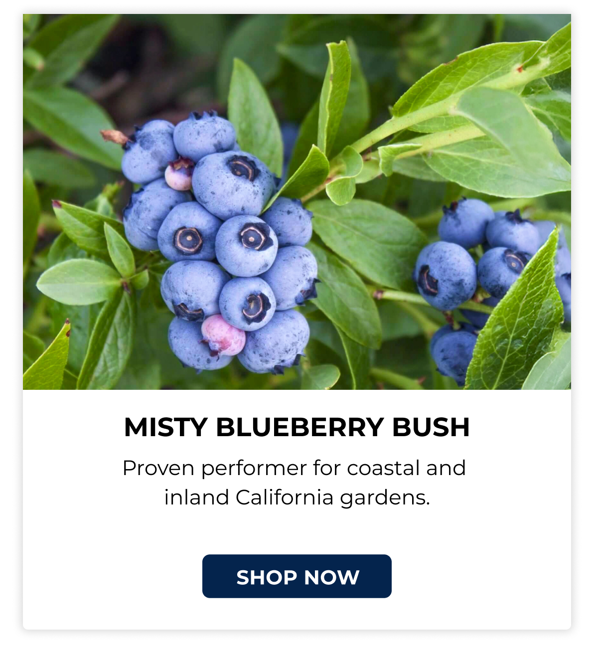 MISTY BLUEBERRY BUSH