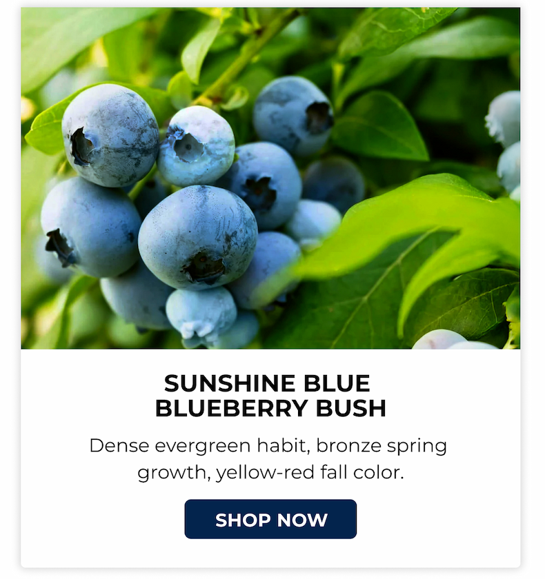 SUNSHINE BLUE BLUEBERRY BUSH