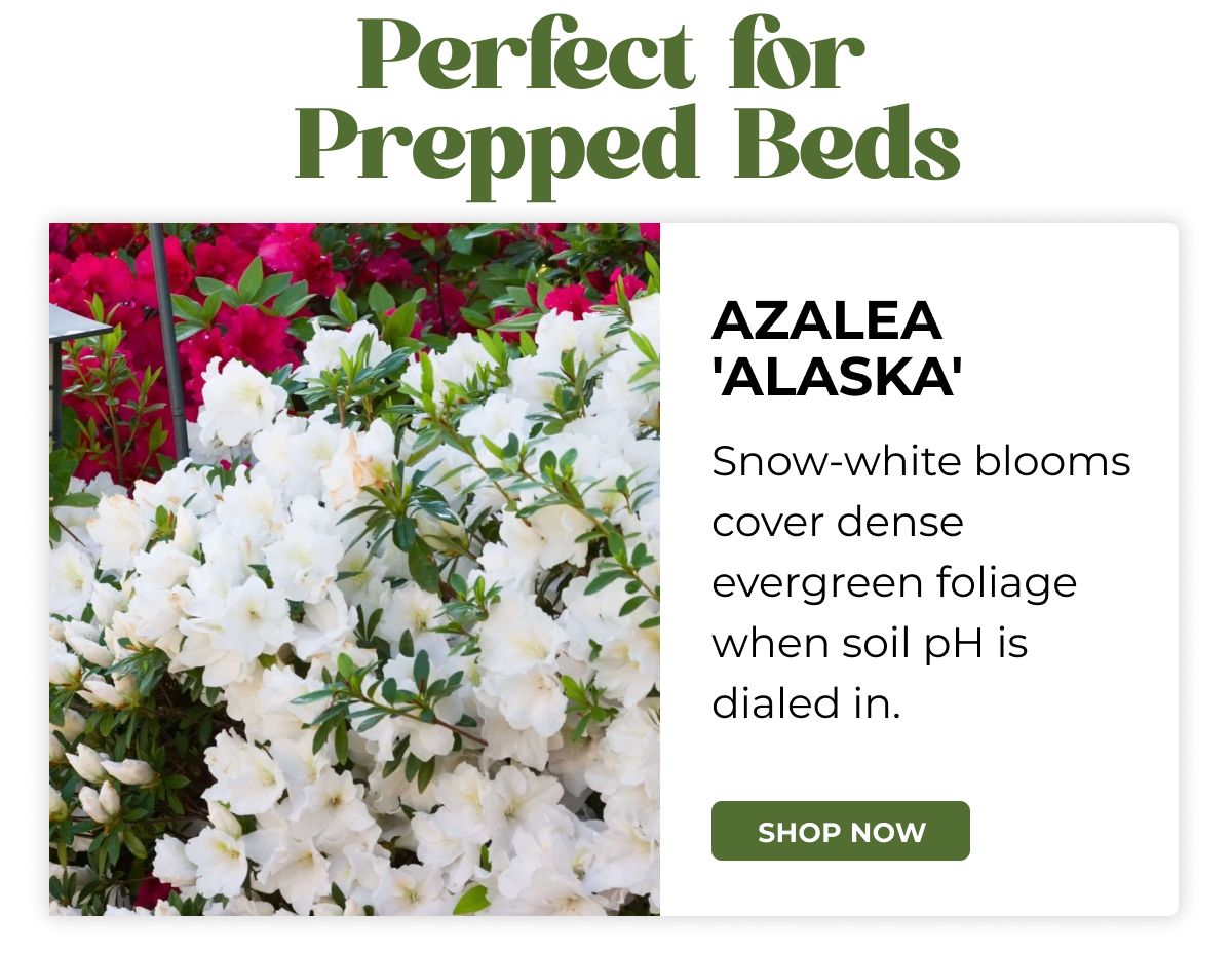 AZALEA 'ALASKA'