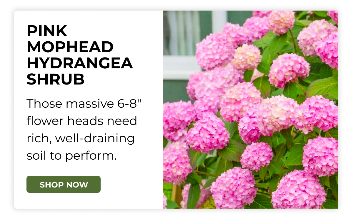 PINK MOPHEAD HYDRANGEA SHRUB