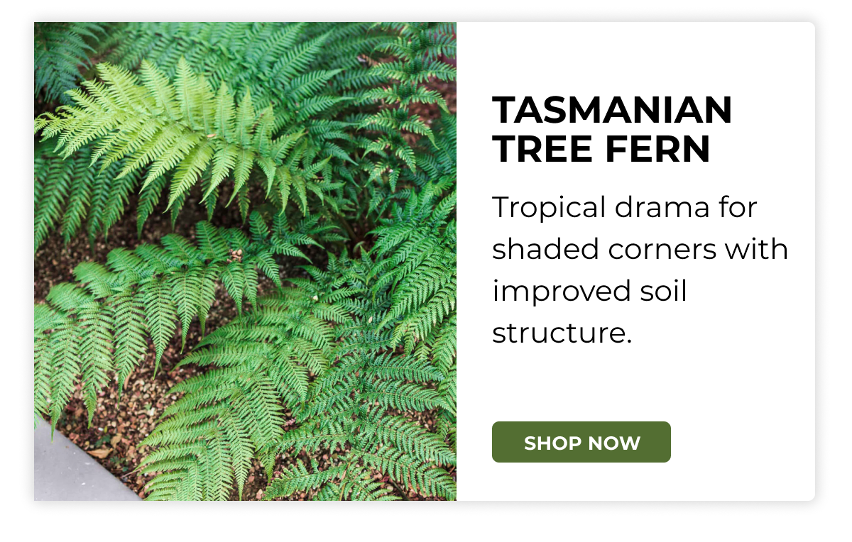 TASMANIAN TREE FERN