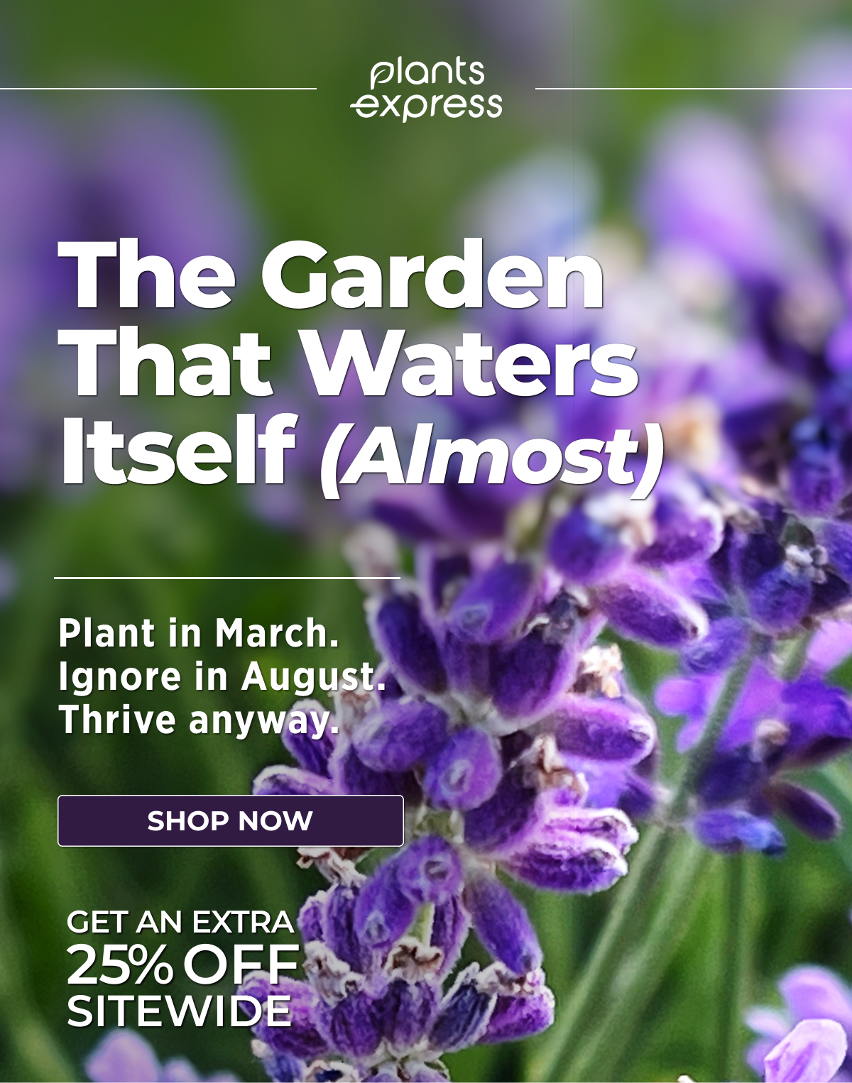 The Garden That Waters Itself (Almost)