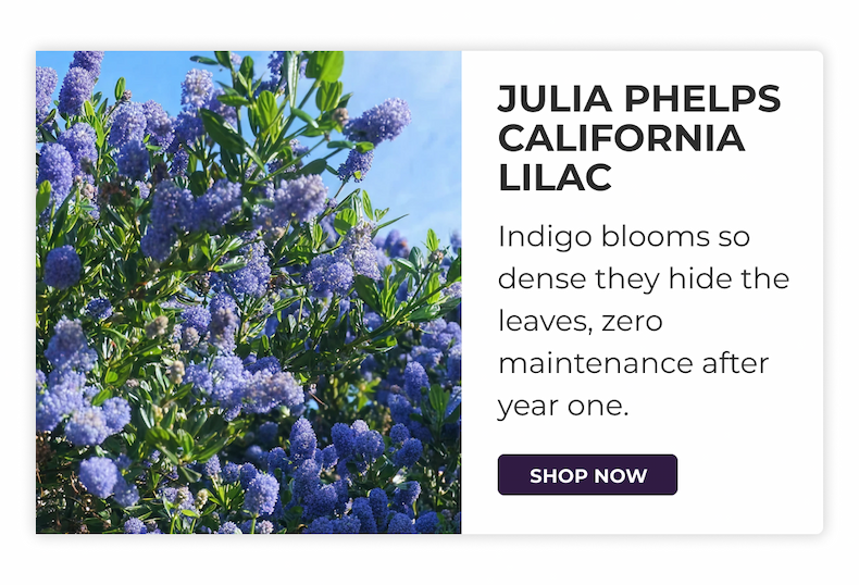 JULIA PHELPS CALIFORNIA LILAC