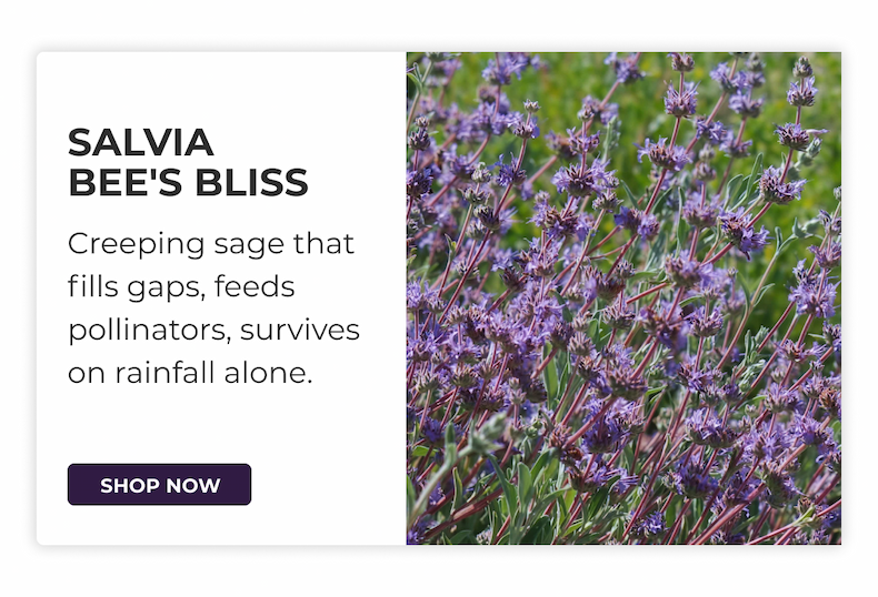 SALVIA BEE'S BLISS