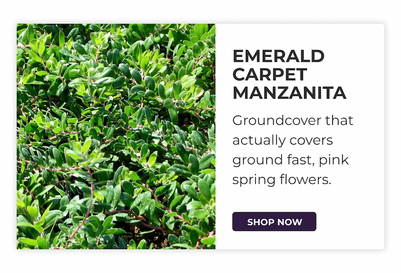 EMERALD CARPET MANZANITA
