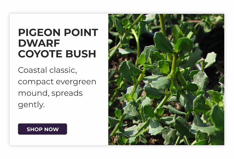 PIGEON POINT DWARF COYOTE BUSH