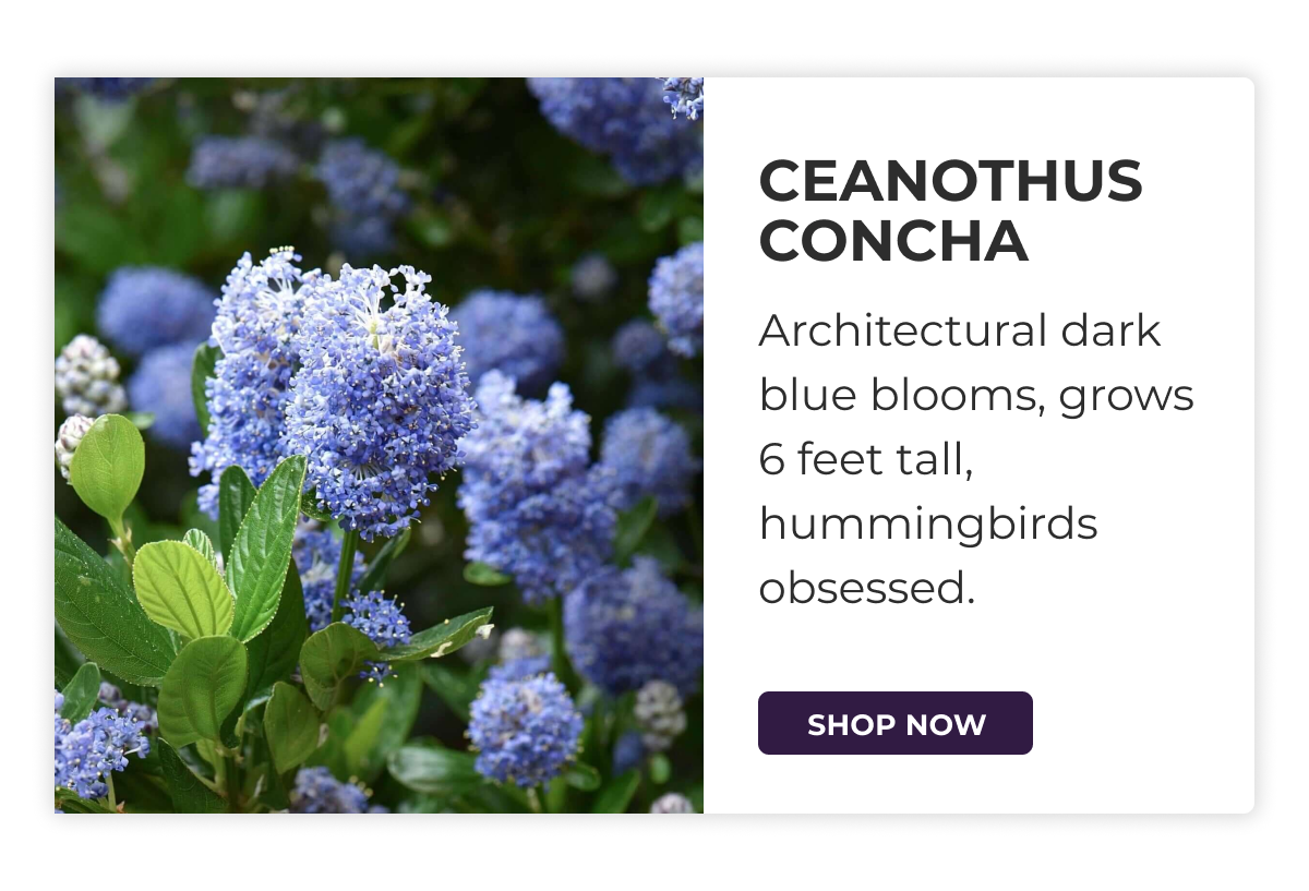 CEANOTHUS CONCHA