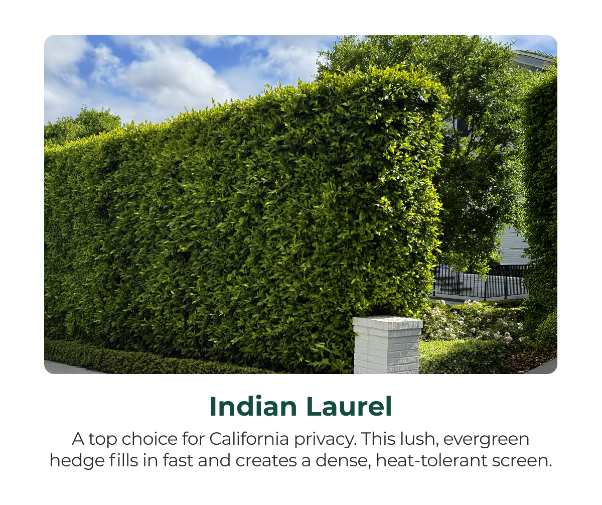 Indian Laurel