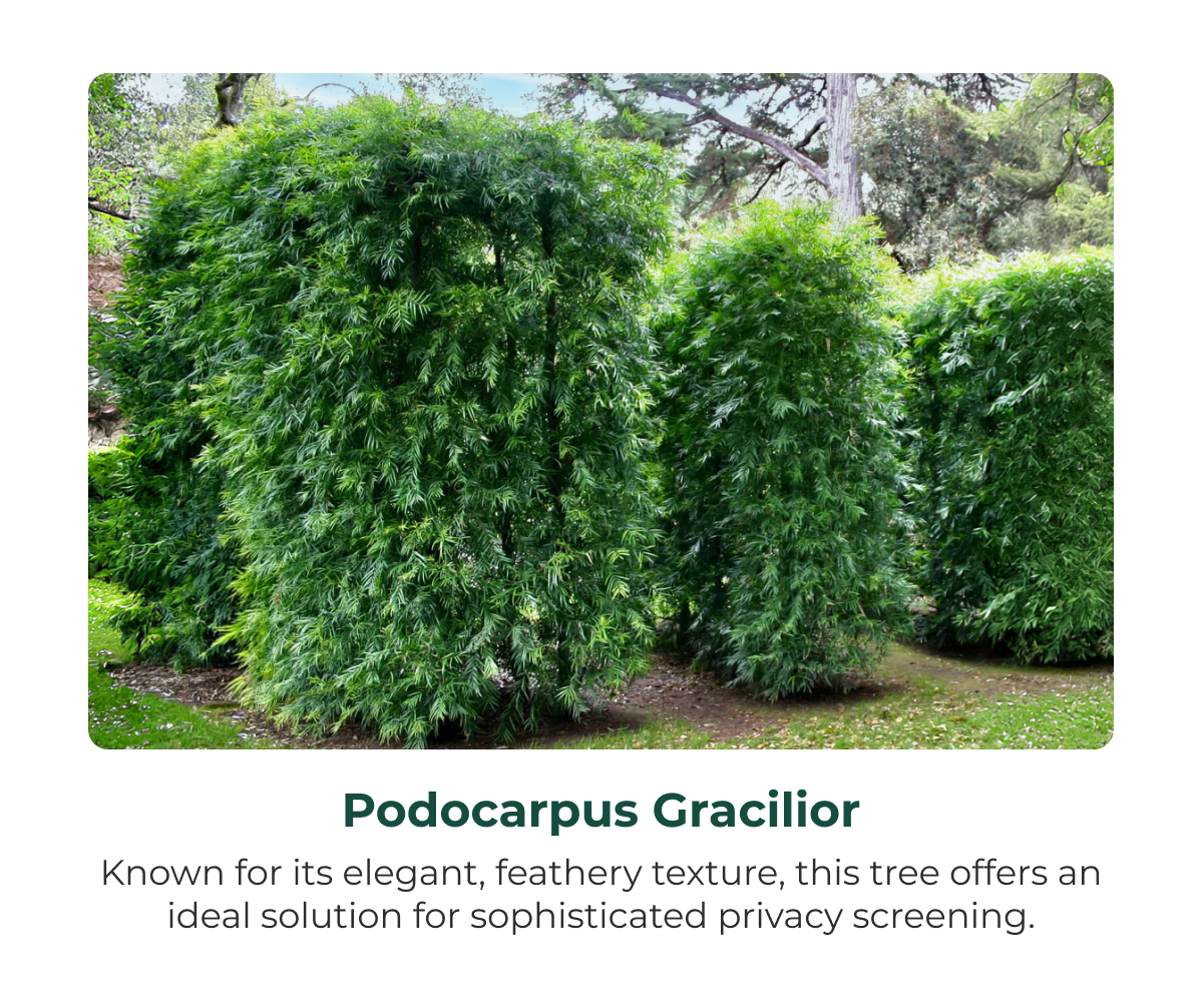 Podocarpus Gracilior