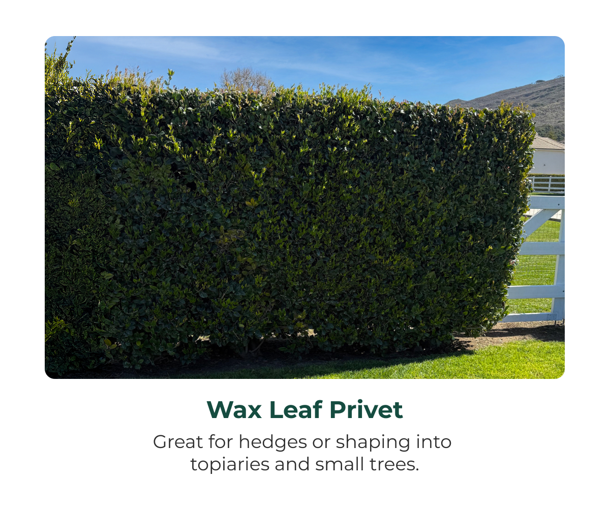 Wax Leaf Privet