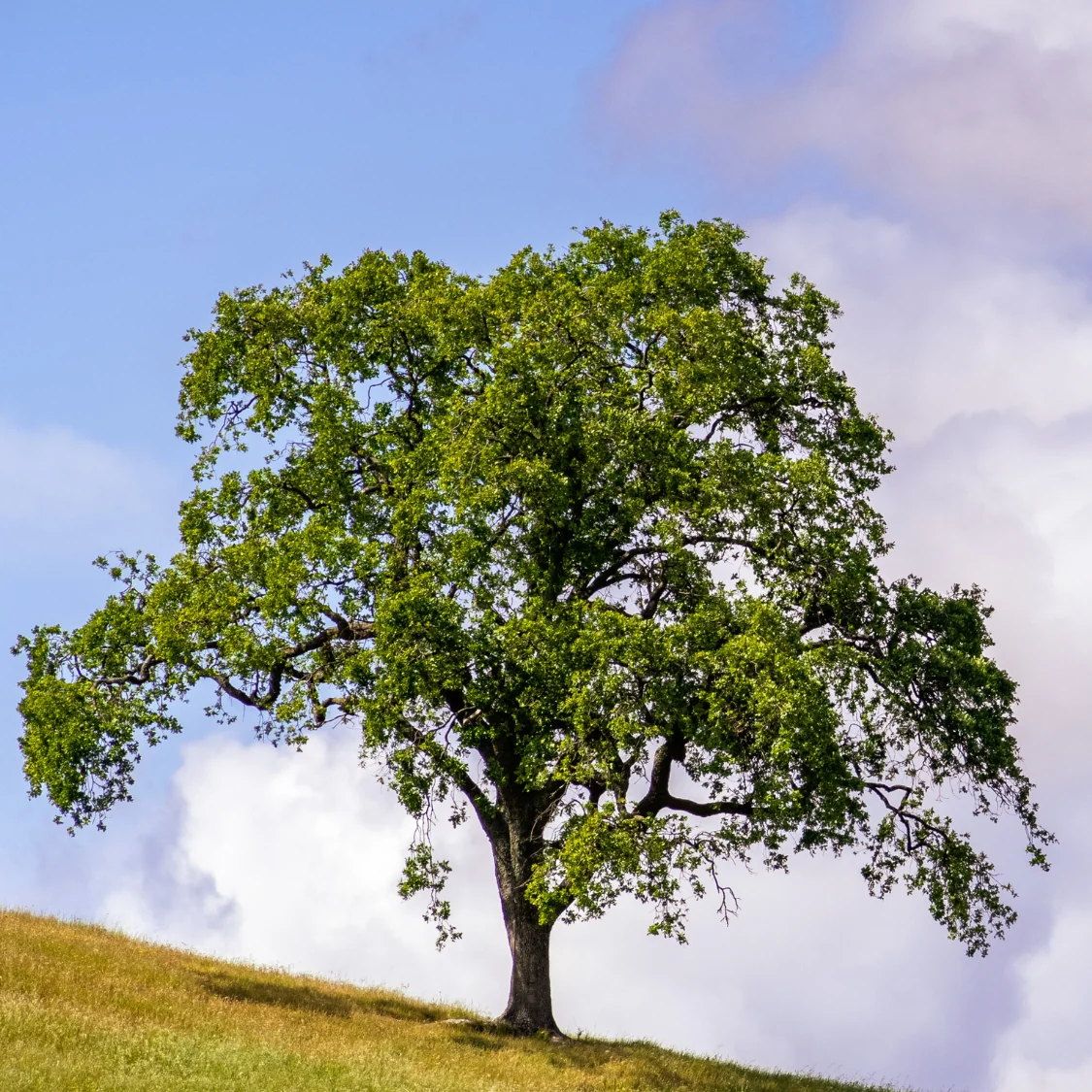 Coast Live Oak