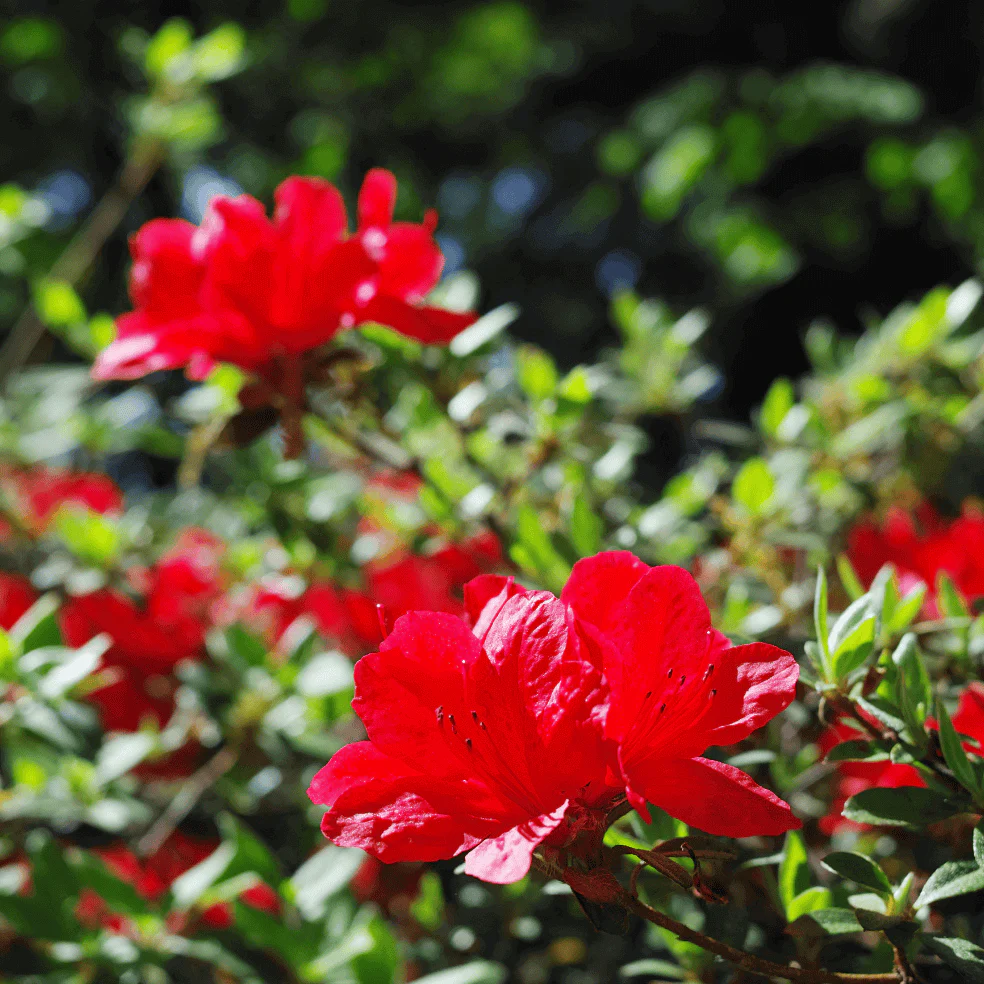 Azalea Red Bird