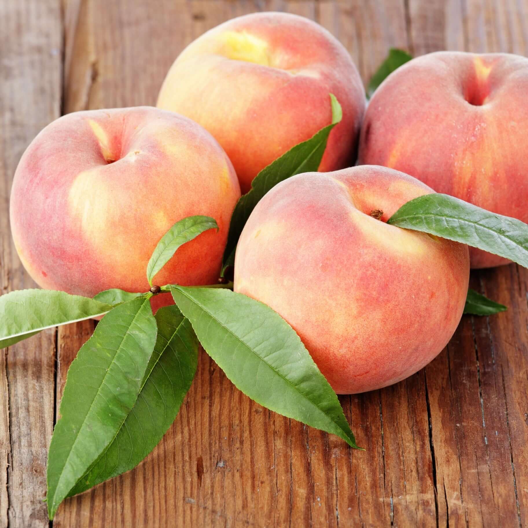 Babcock Peach Tree