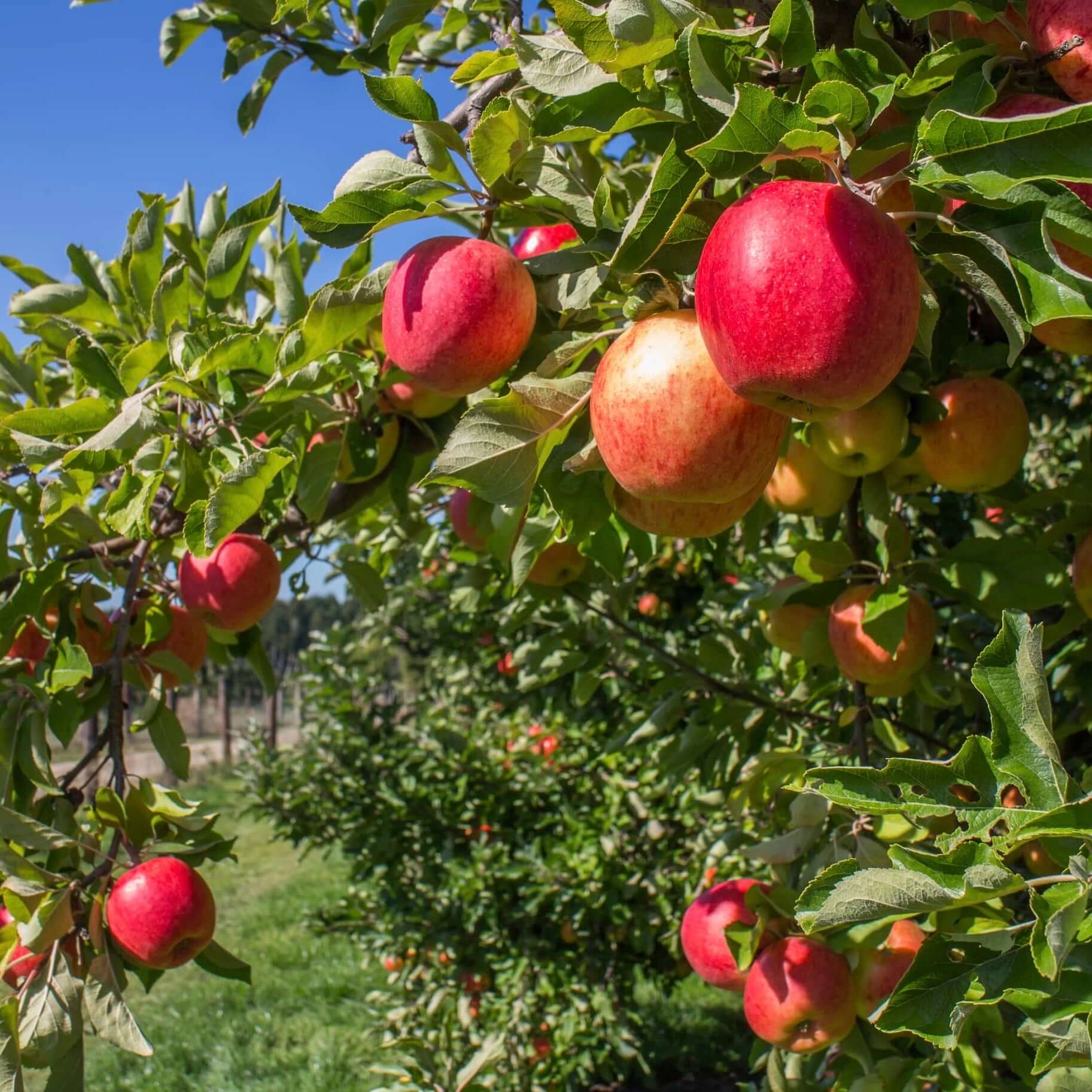 Anna Apple Tree