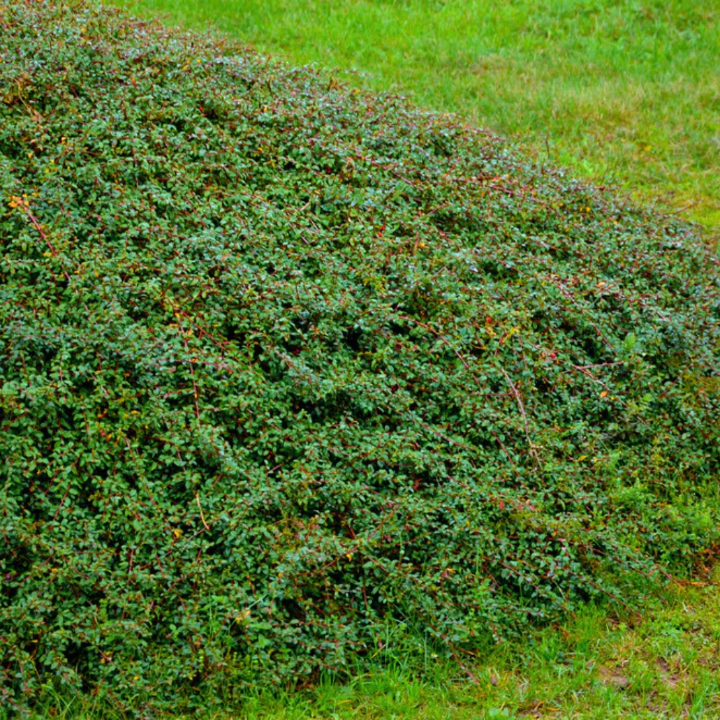 Bearberry Cotoneaster Coral Beauty