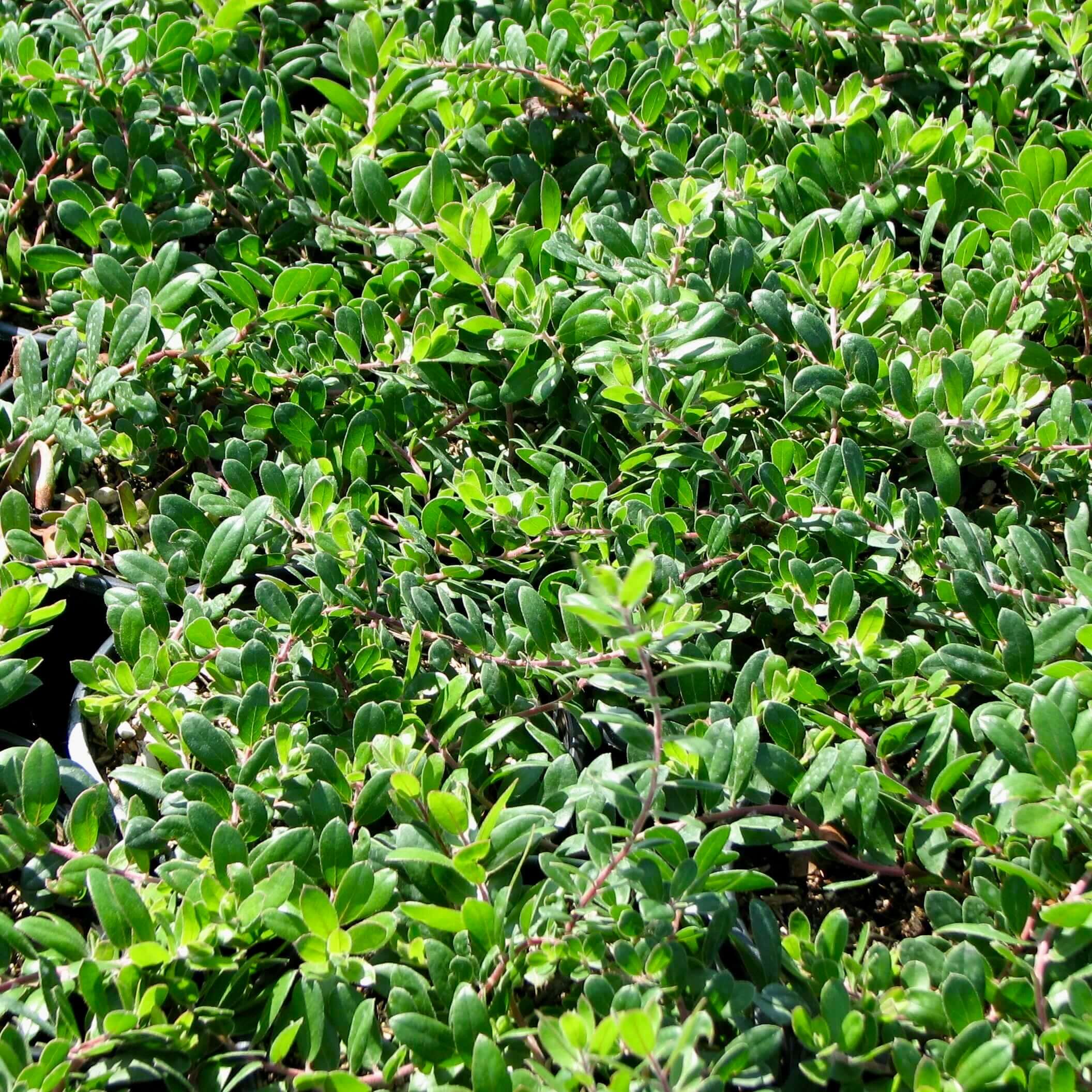 Emerald Carpet Manzanita