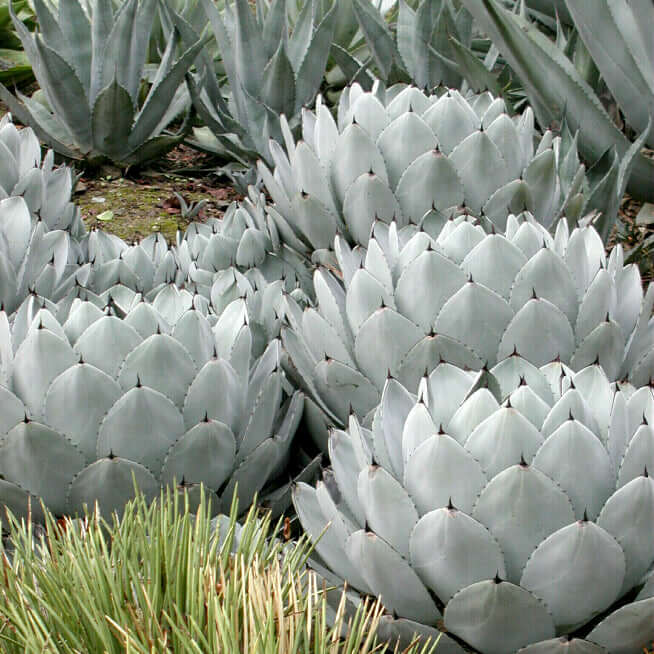 Artichoke Agave