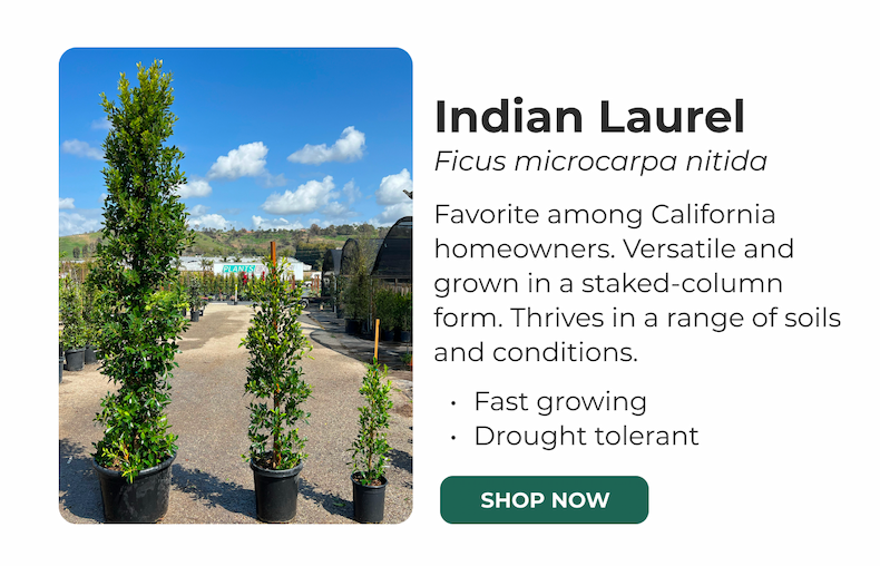 Indian Laurel