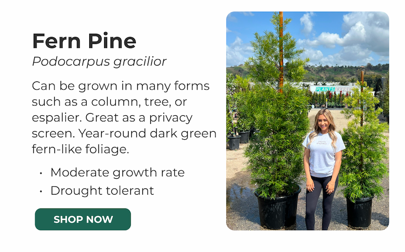 Fern Pine Podocarpus gracilior