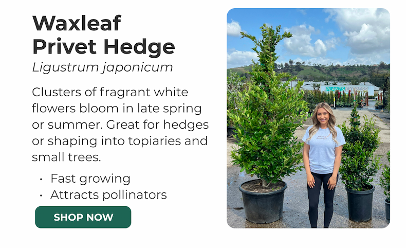 Waxleaf Privet Hedge