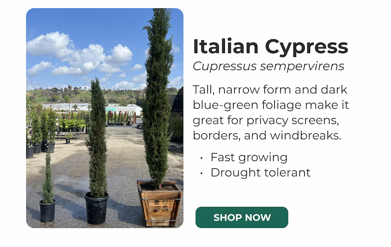Waxleaf Privet Hedge